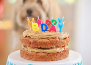Dog Birthday Cake For Your Furry Friend