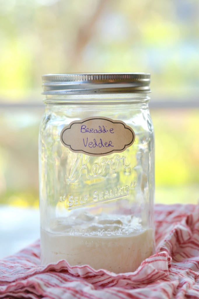 My sourdough starter recipe, before feeding, labeled "Breaddie Vedder."