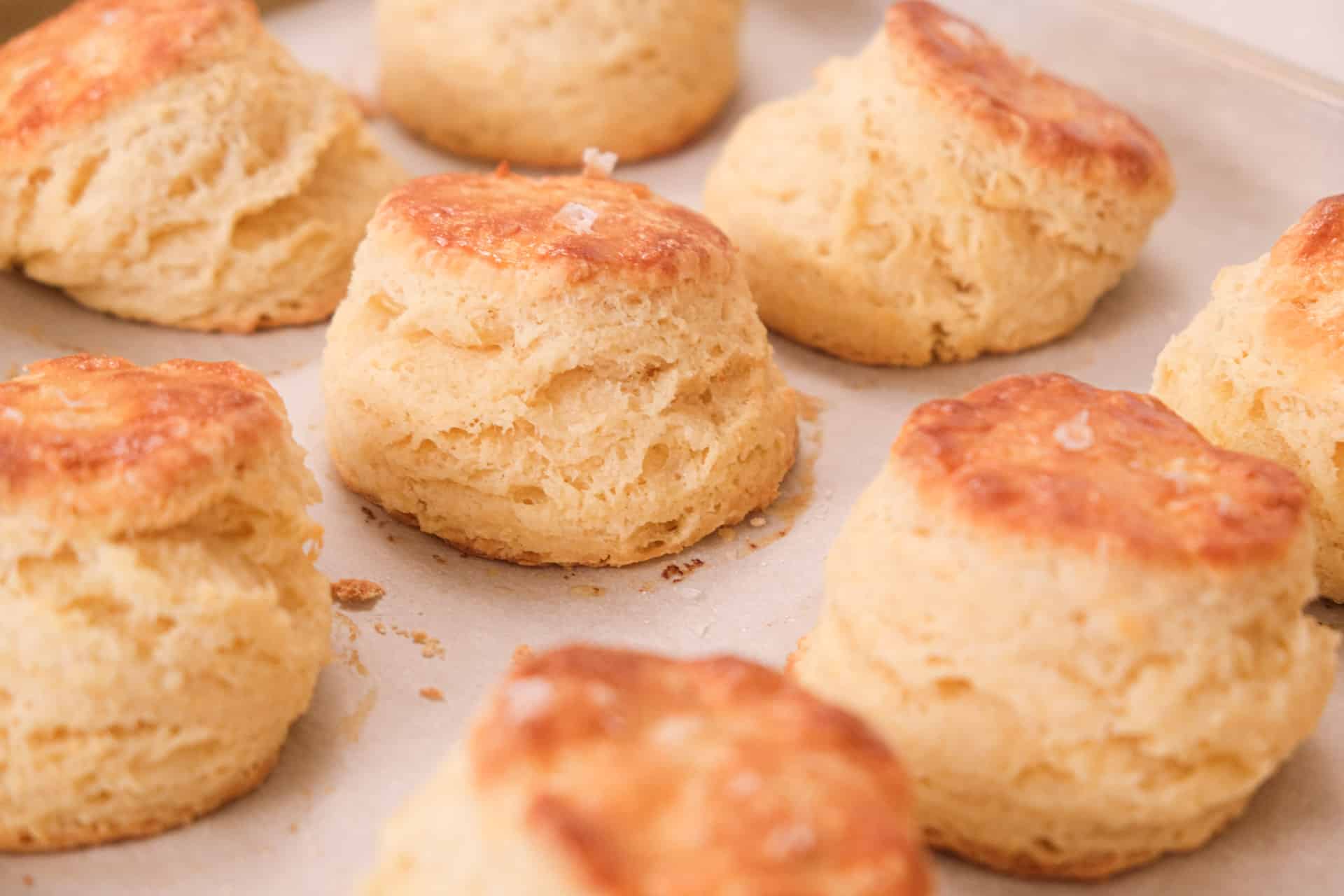 A bunch of buttermilk biscuits on a baking tray