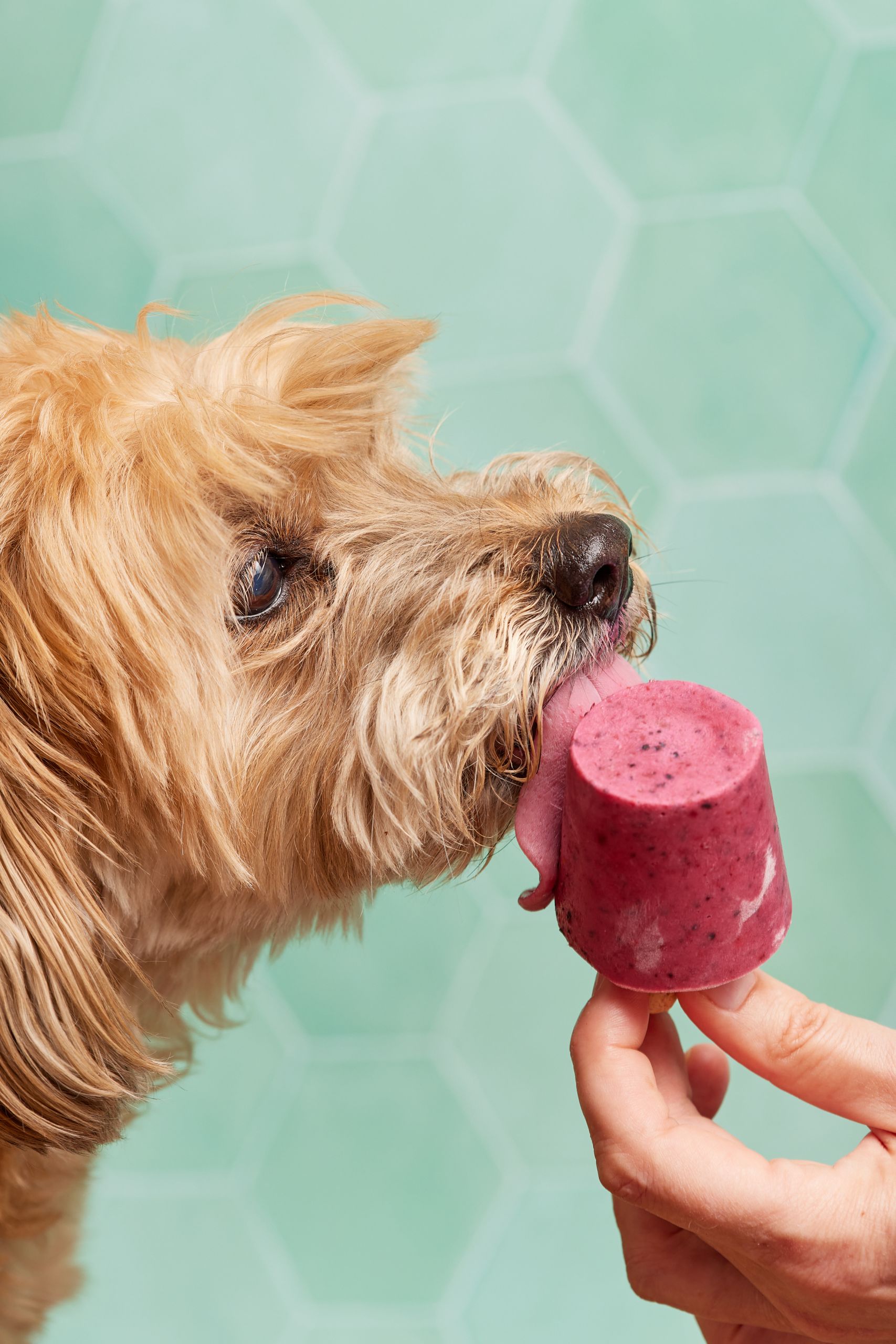 A dog enjoying a popsicle